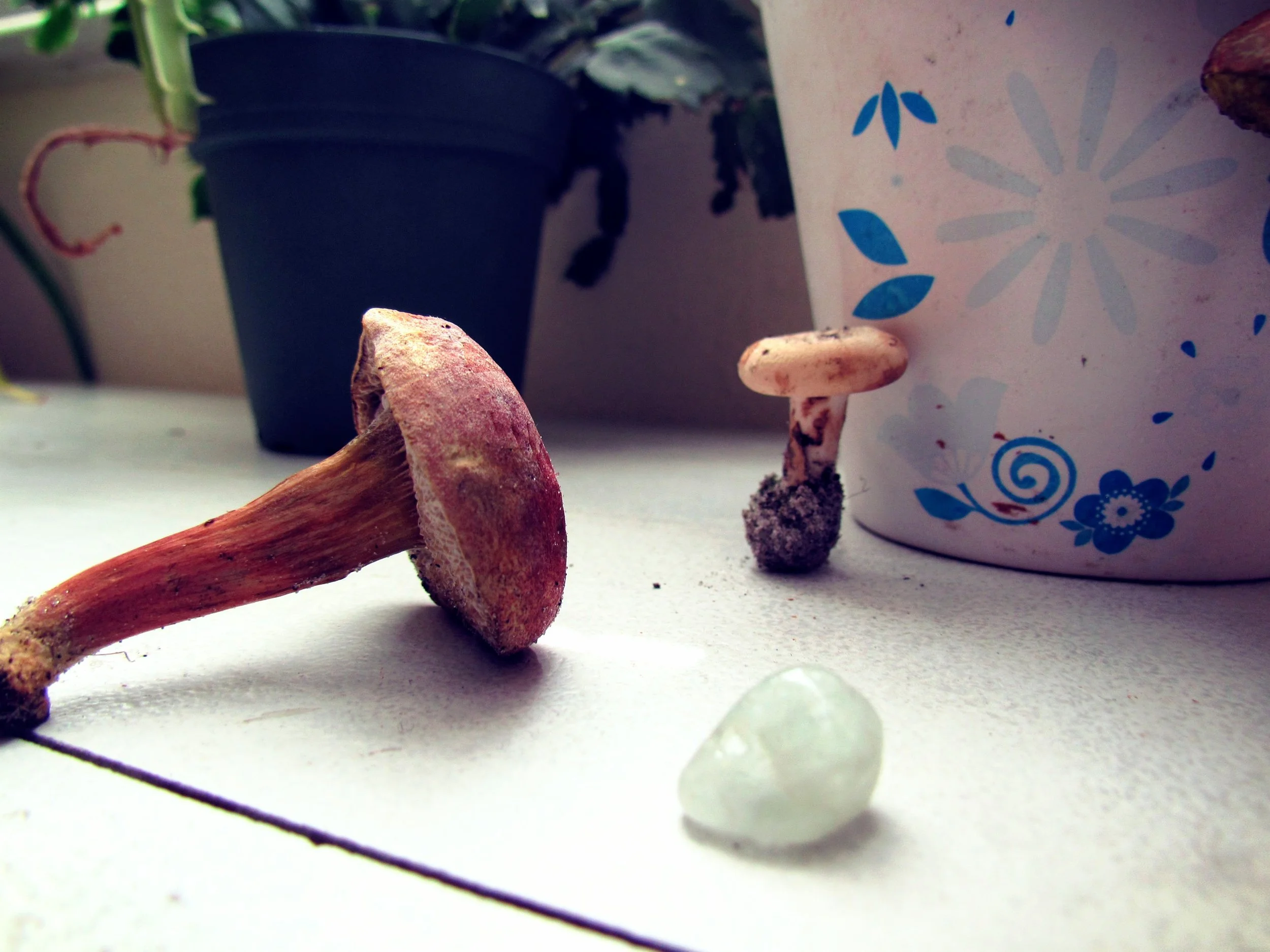 Mushrooms, healing stones, and potted plants on a shabby chic white table