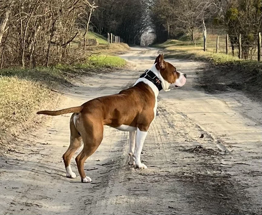 Mastiff dog wearing collar adapter.jpeg