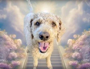 So many favorite memories with Shaggy. It’s difficult to just pick one. He was my best friend who loved swimming, catching frisbee, playing squeaky, long walks in the park, snuggles, kissing his girlfriend Cynder, howling at the Amazon Guy, cocking h