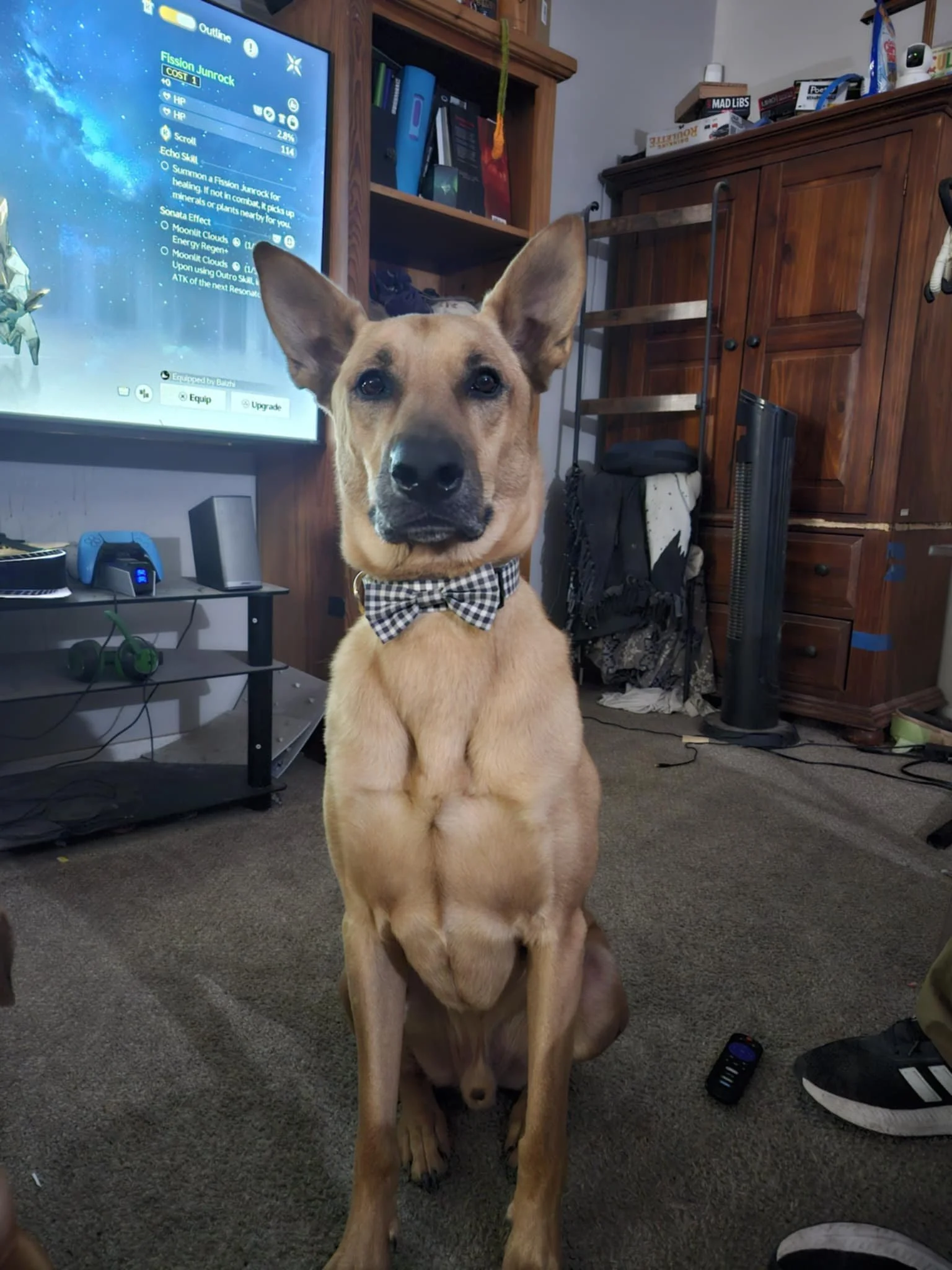 Otis, we miss you so much. We wish we had more time with you.. my favorite memory of you is, when we were camping and you just jumped into the lake and played in it or cuddling with me during nap time. We feel like a piece of us is missing without y