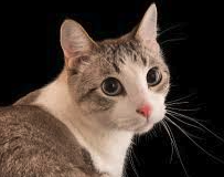 When she would wake me up in the morning with meows