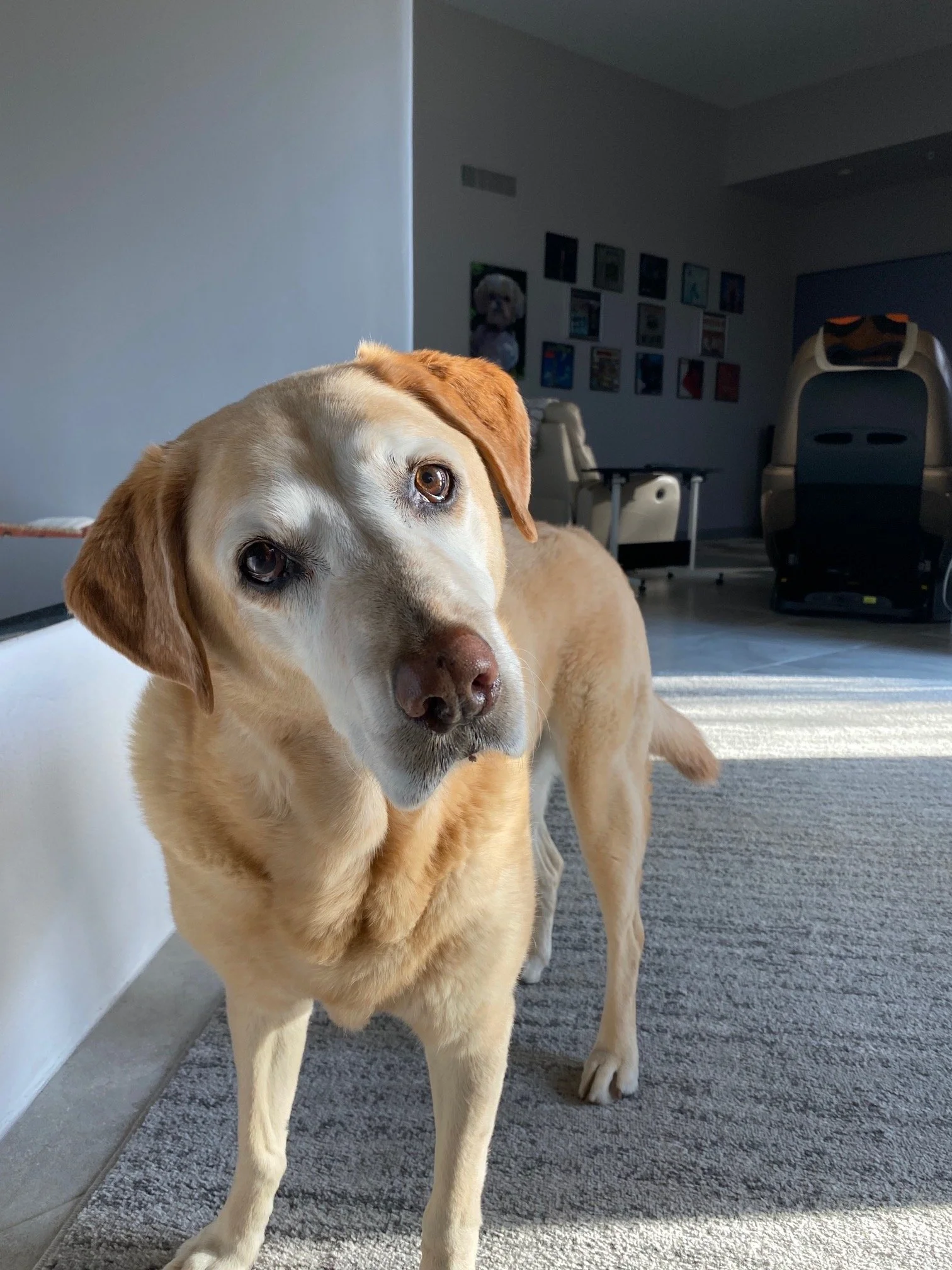 Your soulful gaze and head tilt were precious and priceless. Your "everybody's my friend attitude" and happy dog aura.
Forever in our hearts, Buddy Wizer