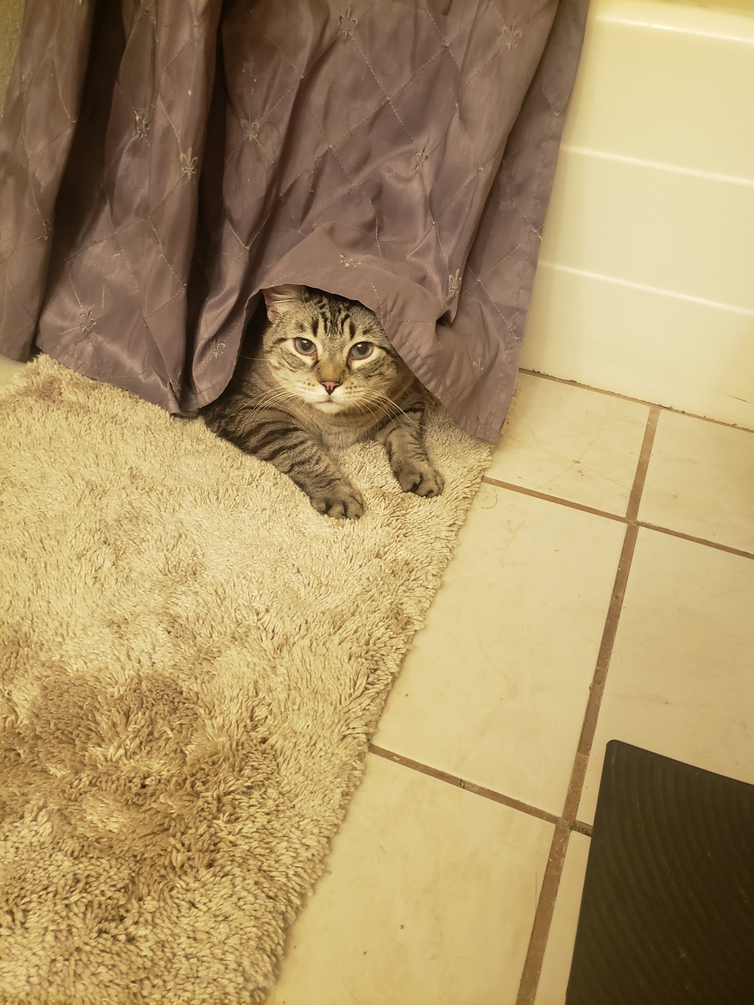 Sydney loved to play peak a boo under the shower curtain. I will miss you sticking your head and paws out . And I miss talking to you. I love you ! You will always be my pretty blue eye boy.