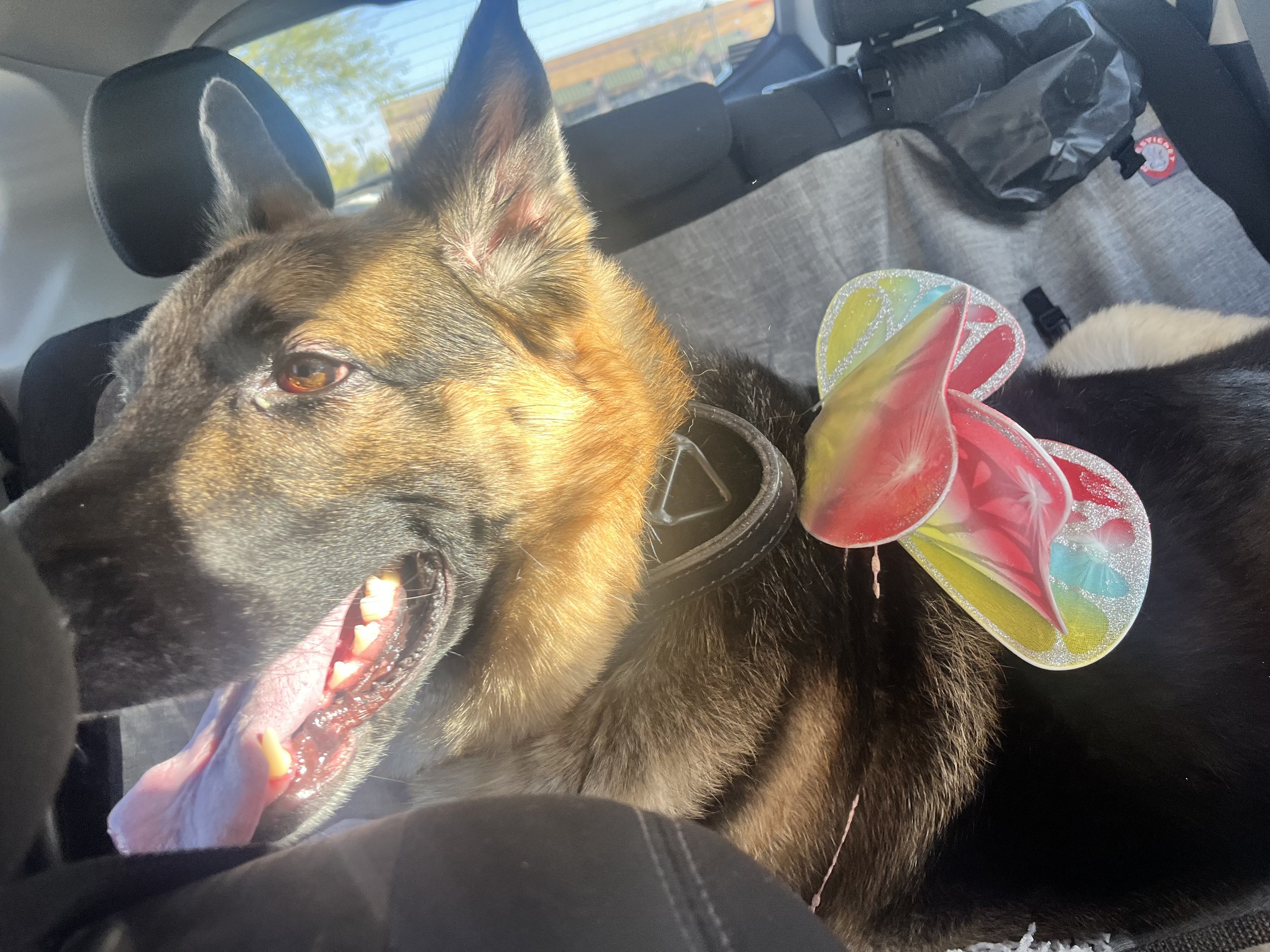 Athena gave so much love to so many hoomans. She insisted upon wearing her fairy wings whenever she could! She would prance around and get sad when I took them off!