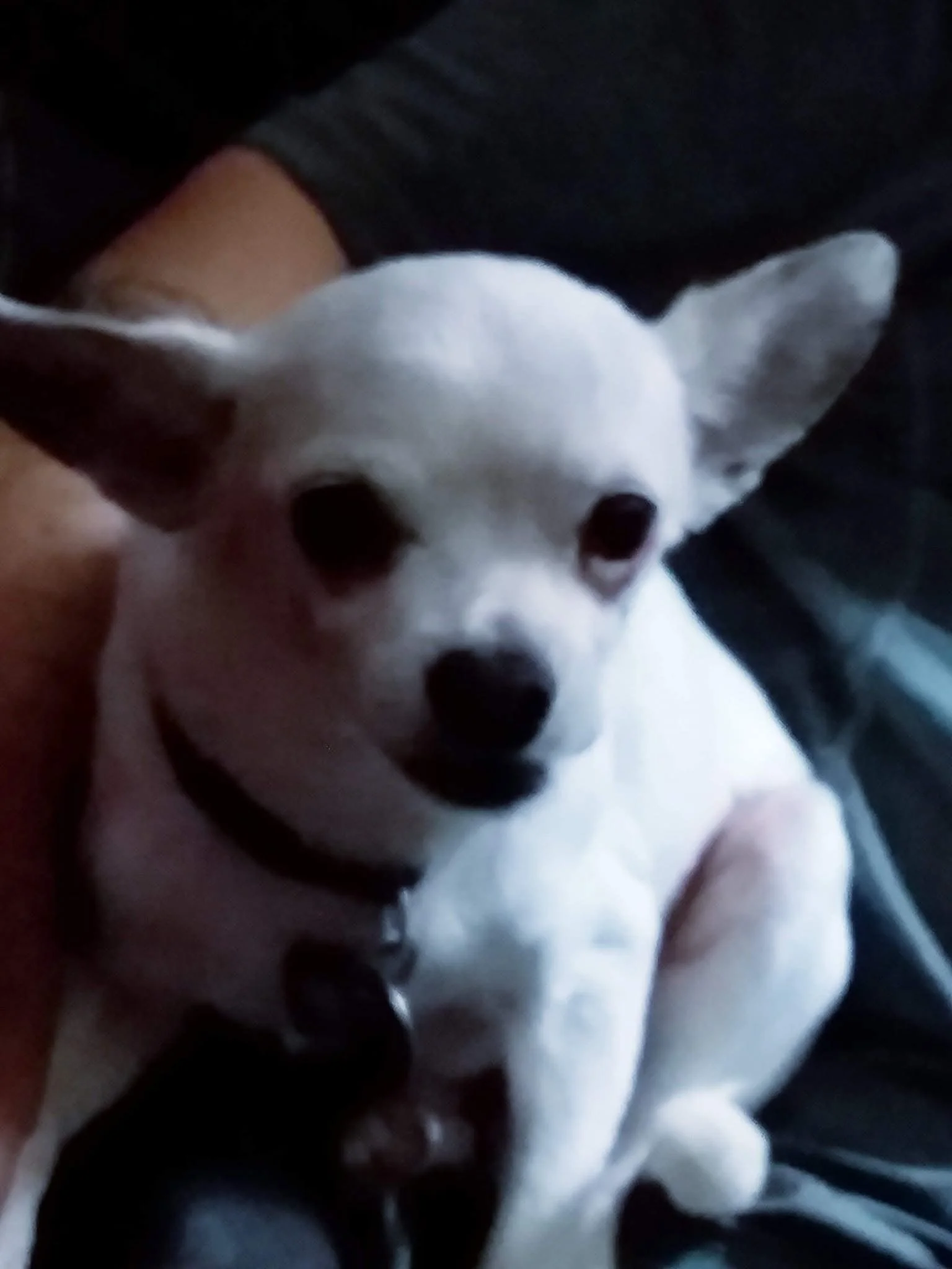 OBi was a very amazing dog. He didn’t like water but he loved running through the sprinklers with my dad. OBi was a Jack Russell terrier Chihuahua mix. Our favorite memory of him is when we would come home and he would be so excited to the point were