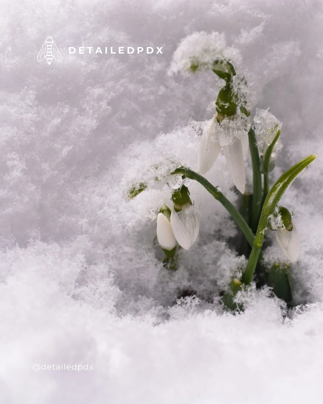 Sustainable growth is built on thoughtful systems and strategic decisions&mdash;not hustle and guesswork. At DetailedPDX, we help founders grow their businesses with strategic clarity, systemized workflows, and a sustainable pace.

#SustainableGrowth