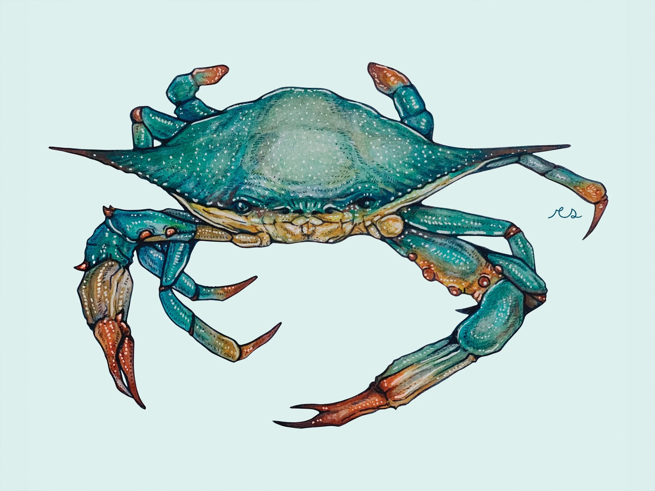 blue crab.jpg