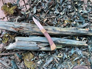 Pocket knife and chlorociboria wood