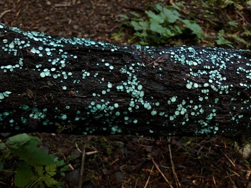 Blue cup fungus Chlorociboria on a log
