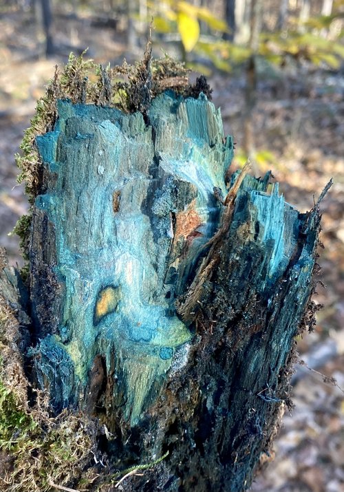 Branch with bright blue staining inside from Chlorociboria