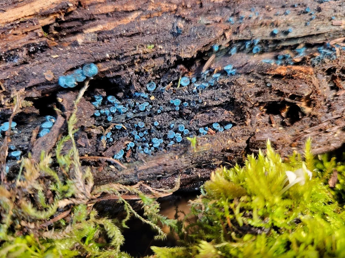  Chlorociboria cup fungus 