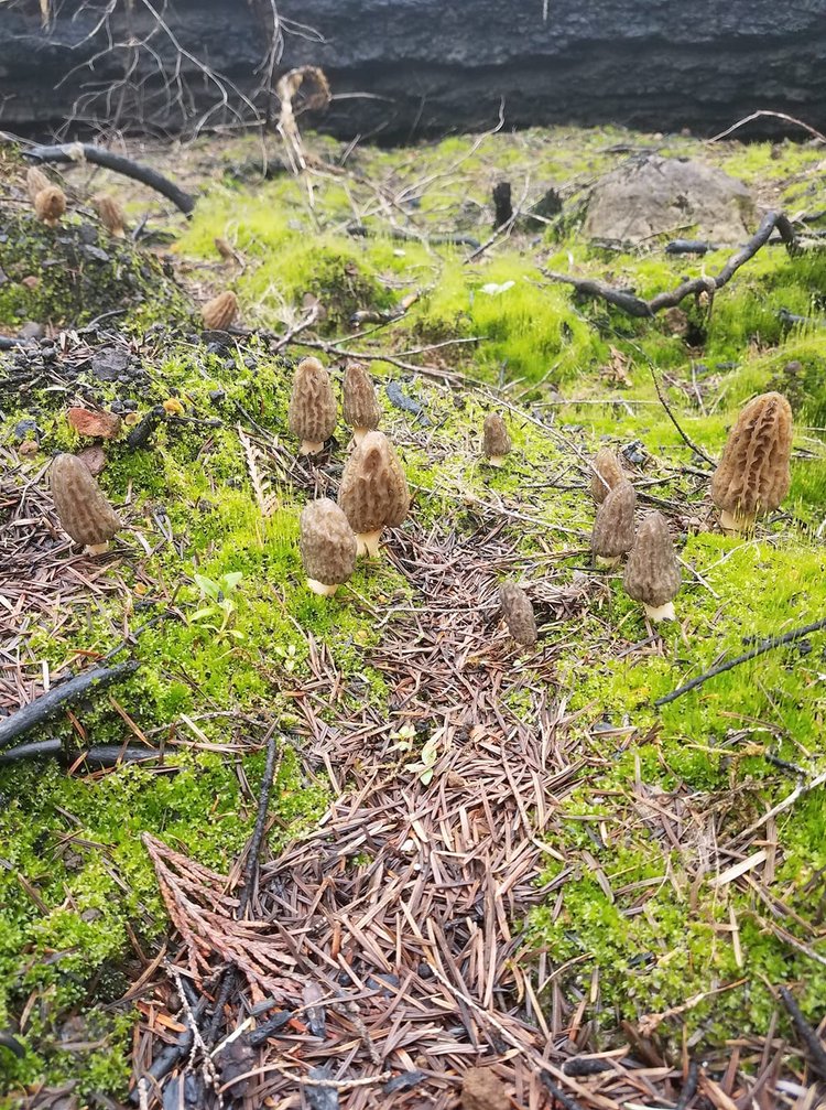 Large group of morel mushrooms
