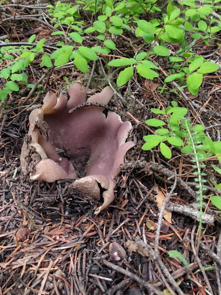 Purple Cup Fungus, Sarcosphaera