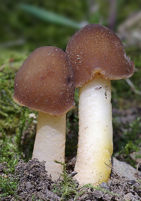 Two Verpa conica mushrooms