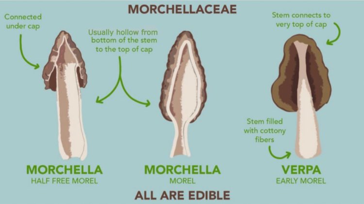 Diagram showing difference in mushrooms