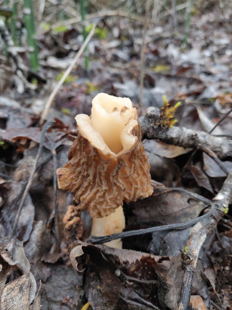 Verpa mushroom with weird cap