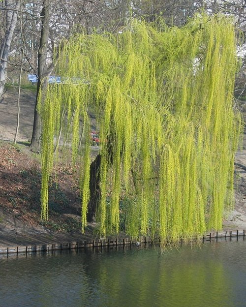 willow tree stock photo