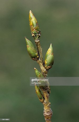 cottonwood buds stock photo