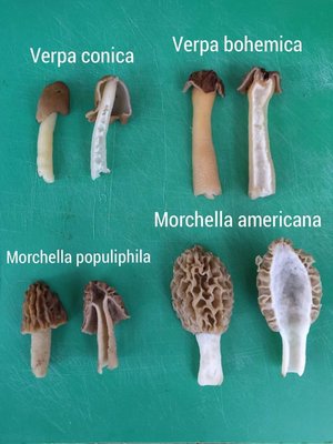 cross section of 4 Morchellaceae