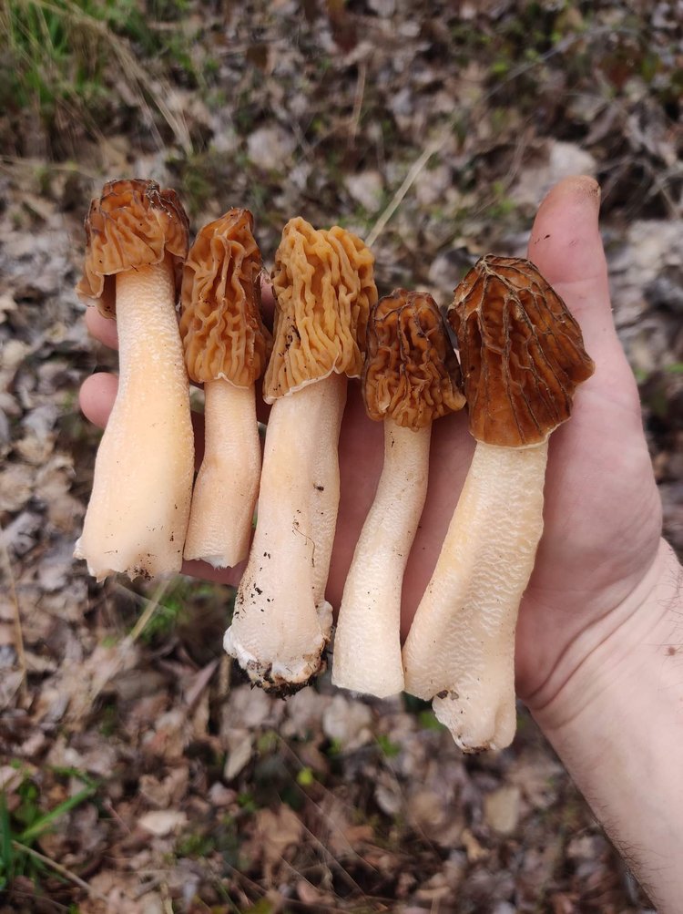 5 Early morels in hand