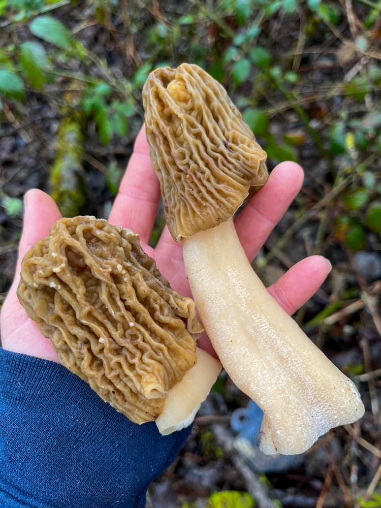 Large Verpa Mushrooms in Hand