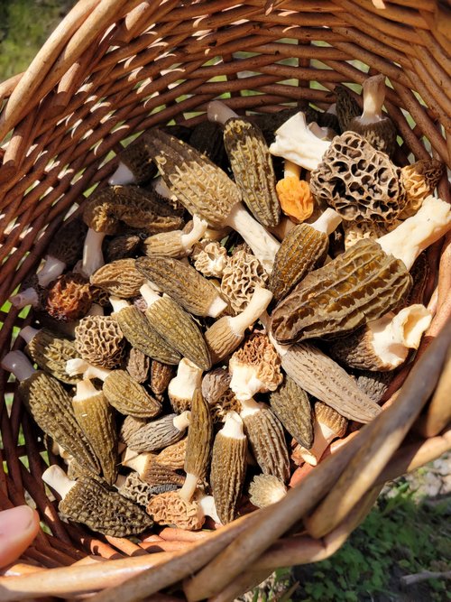 Basketful of Morel Mushrooms