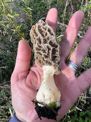 Large Yellow Morel In Hand