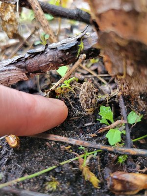 Tiny Yellow Morel and fingertip