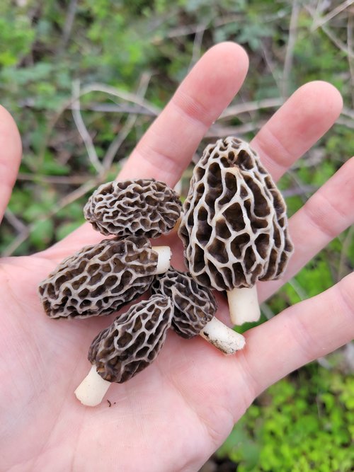 5 young yellow morels in hand