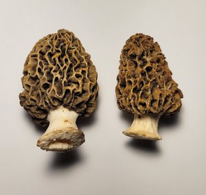 Two Yellow Morels With Brown Coloration