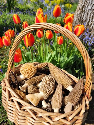 basket of morel mushrooms, tulips in background