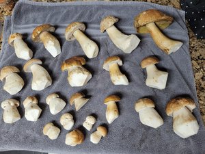Boletus edulis Porcini mushrooms