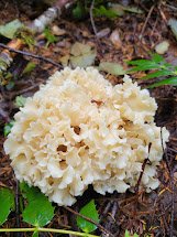 Sparassis Cauliflower Mushroom in the wild