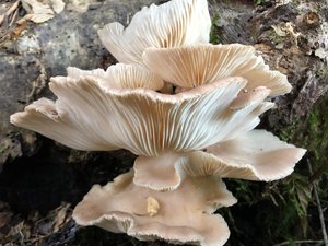 Oyster mushrooms on a log