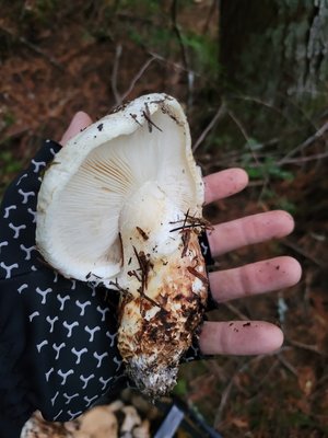 Tricholoma species, Matsutake Mushroom being held in a hand