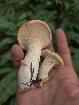 Hydnum species, Hedgehog Mushroom
