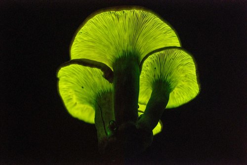 Green glowing mushrooms