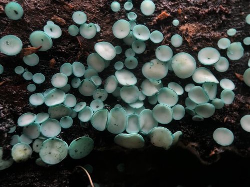 blue green elf cup mushrooms, chlorociboria