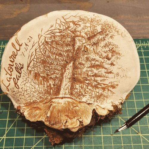 artist conk mushroom ganoderma applanatum with tree drawn on it