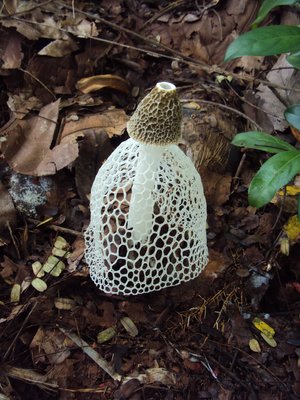 phallus indusiatus, stinkhorn mushroom