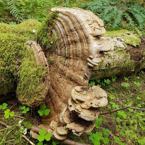 Artist conk mushrooms, Ganoderma applanatum with gravitropism
