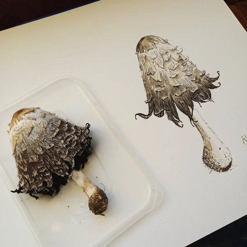 shaggy mane mushroom and painting of same mushroom