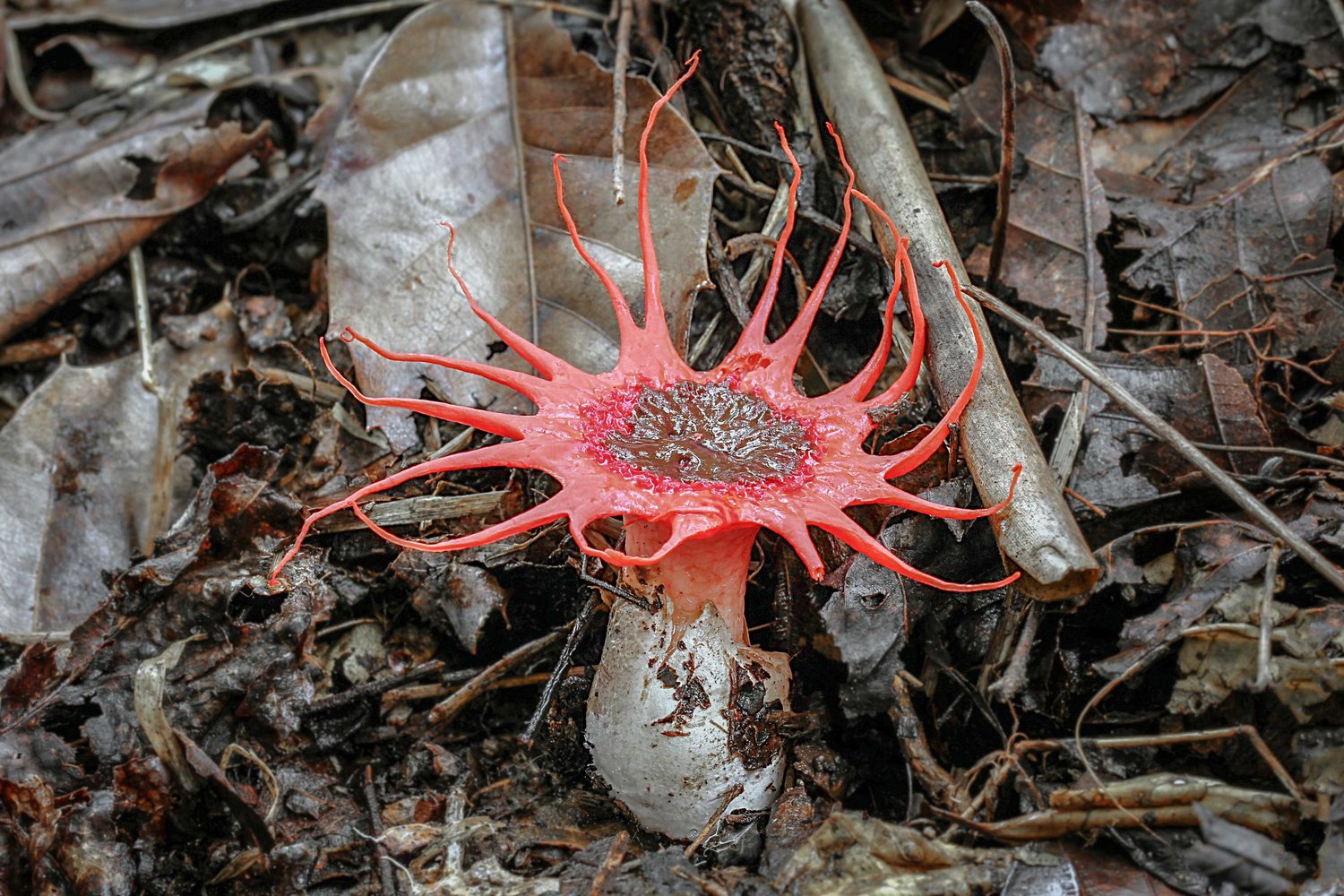 red and white stinkhorn mushroom with many arms, Aseroe rubra