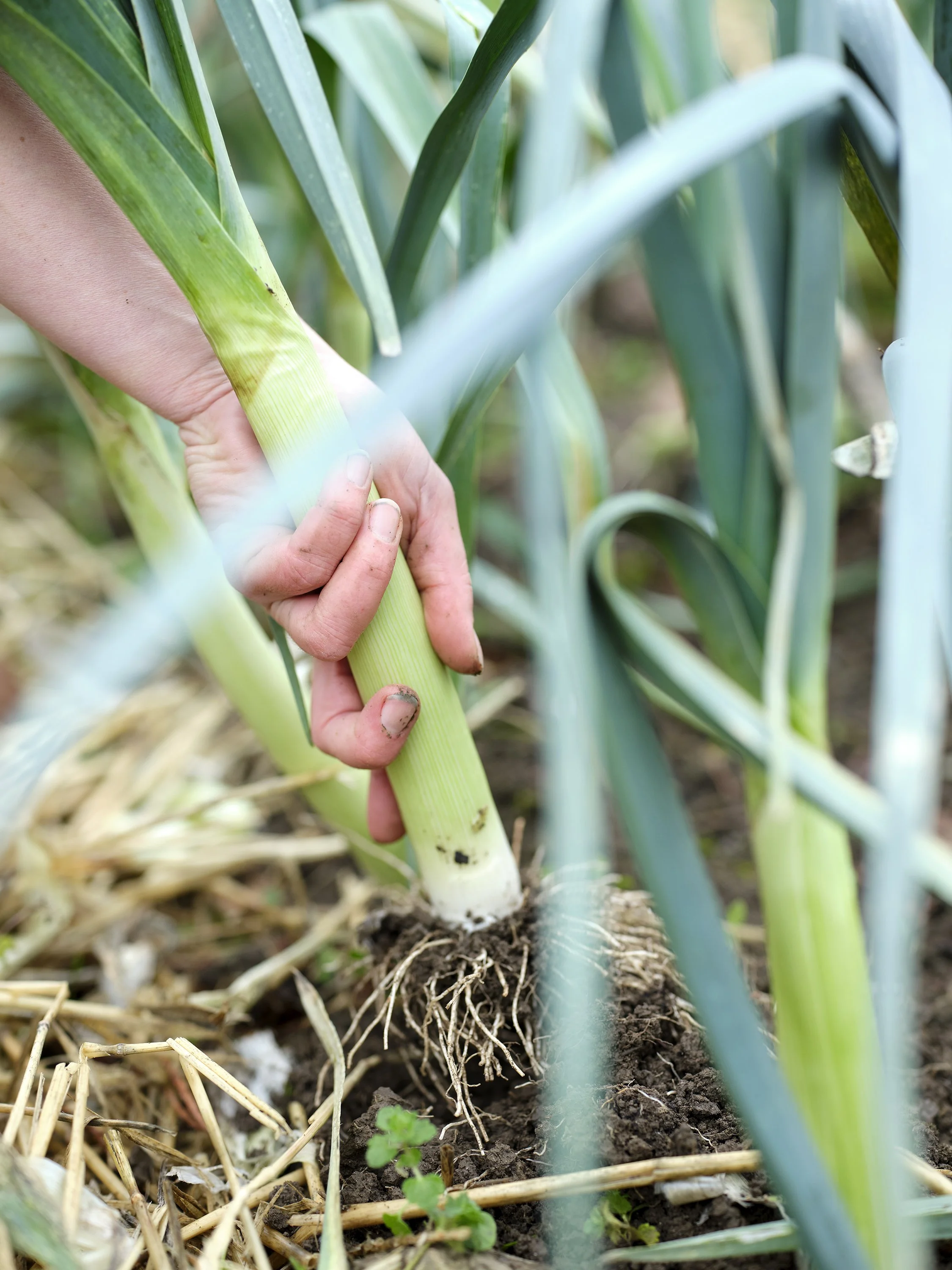 Frischer Lauch wird im Selbsterntegarten geerntet – regional und saisonal angebautes Gemüse ernten für die eigene Ernte.