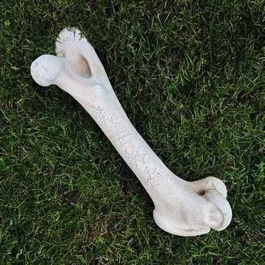 bone-femur-greenwood.jpg