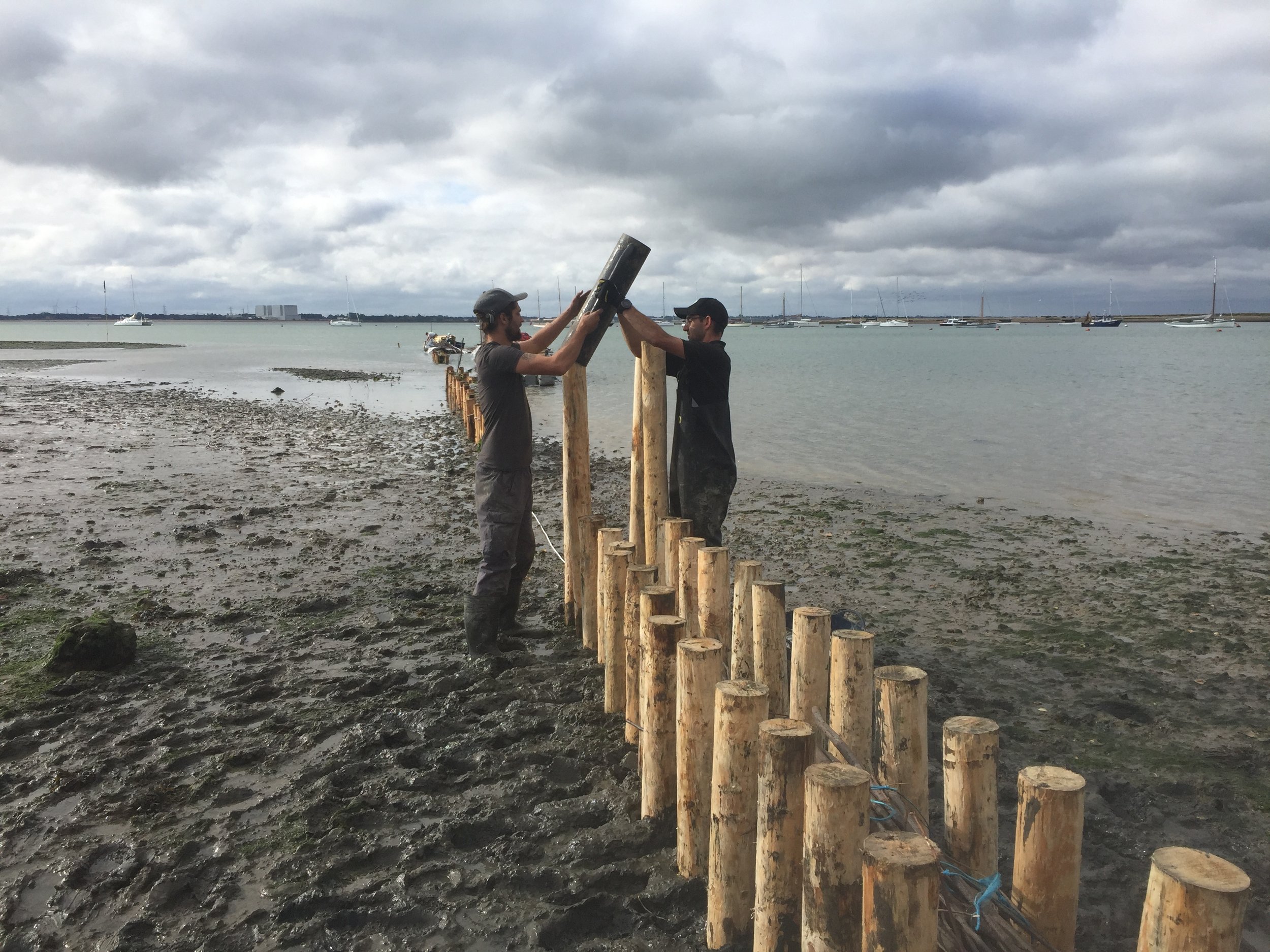 Brushwood Installation to Protect the Saltmarsh on Packing Marsh &amp; Cobmarsh