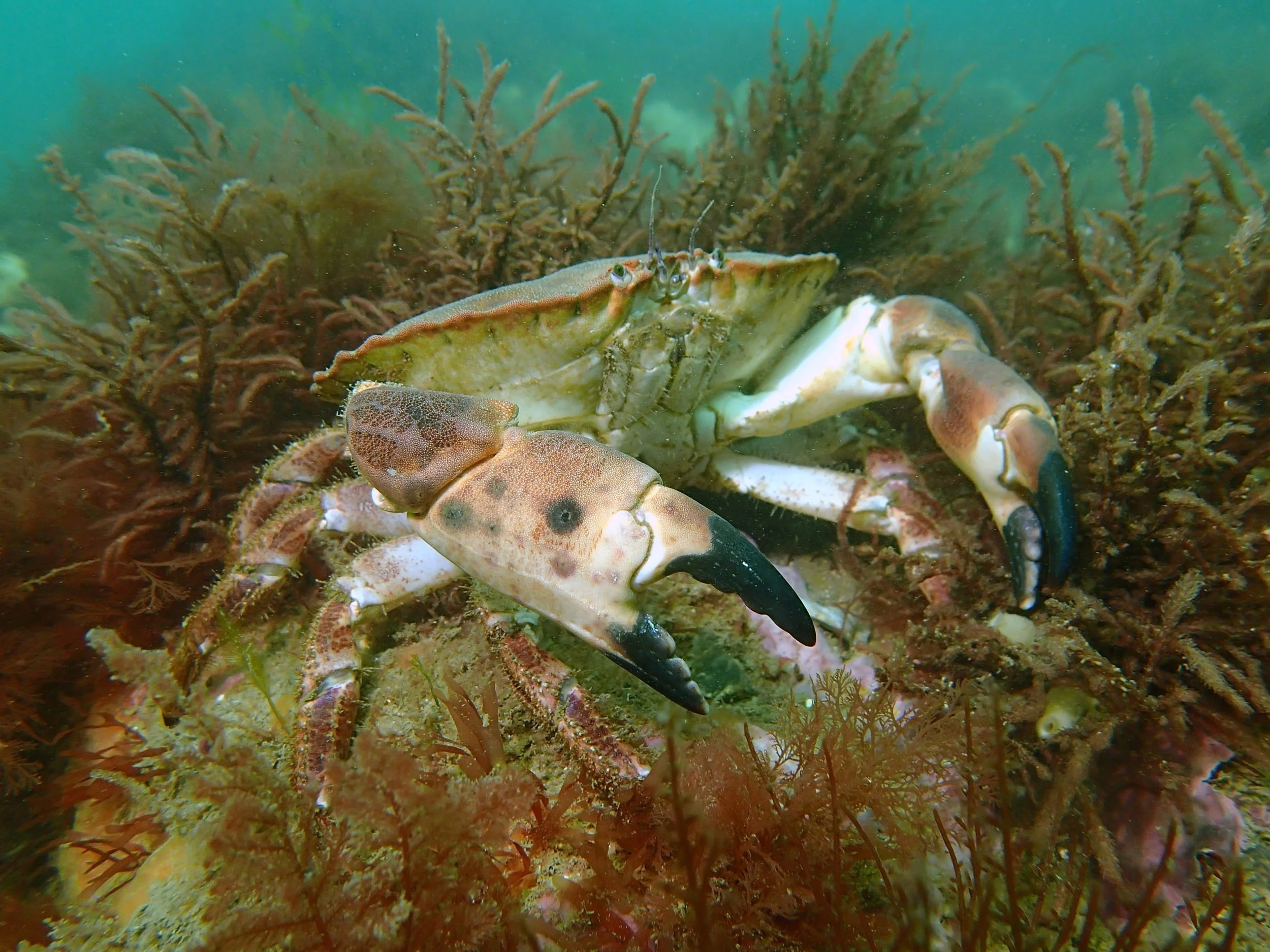 Bathymetry at the Cromer Chalk Beds