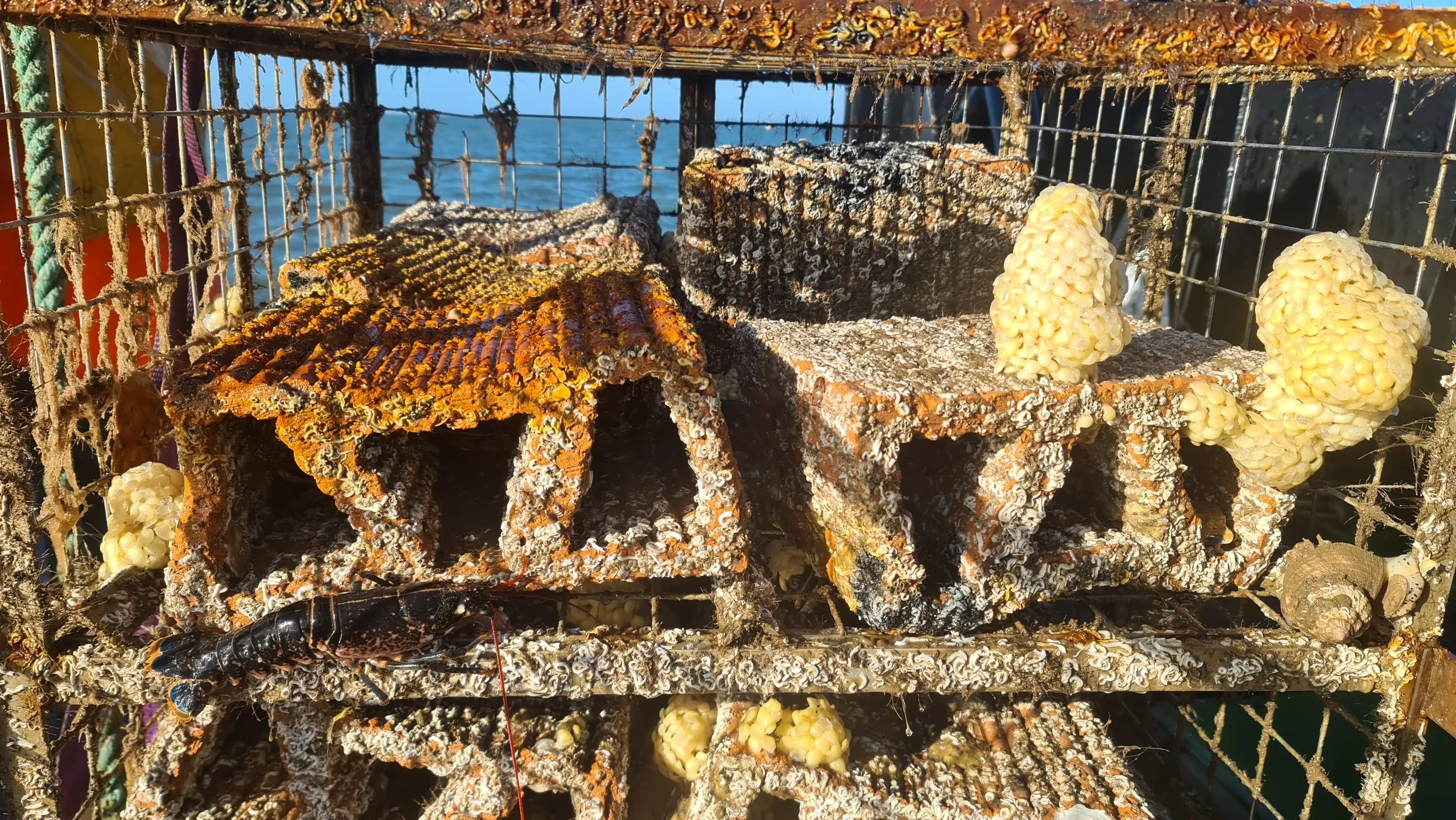 Cage bricks with lobster, whelk, and eggs.jpg