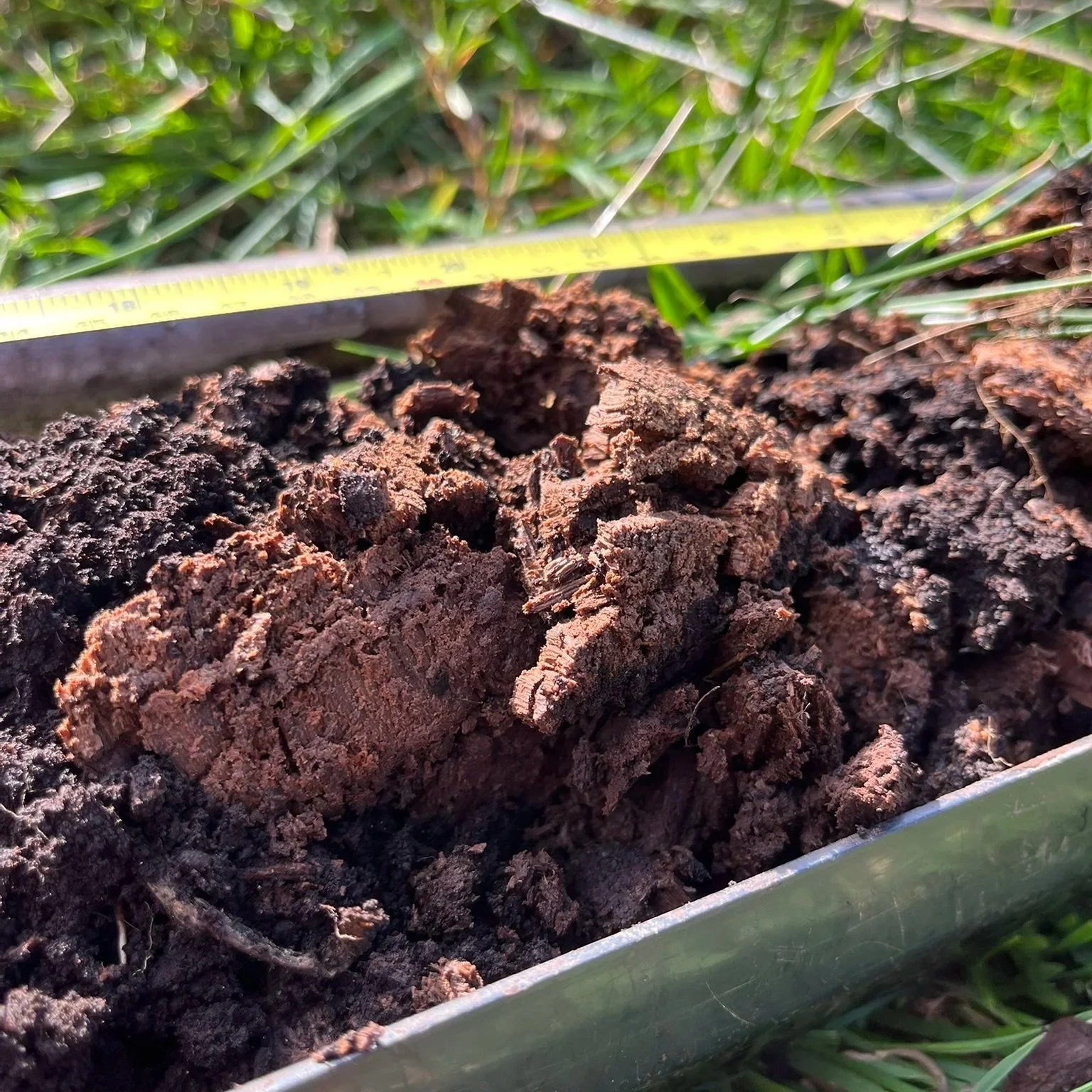Peatland Surveys, Ouse Washes Landscape Recovery 2025