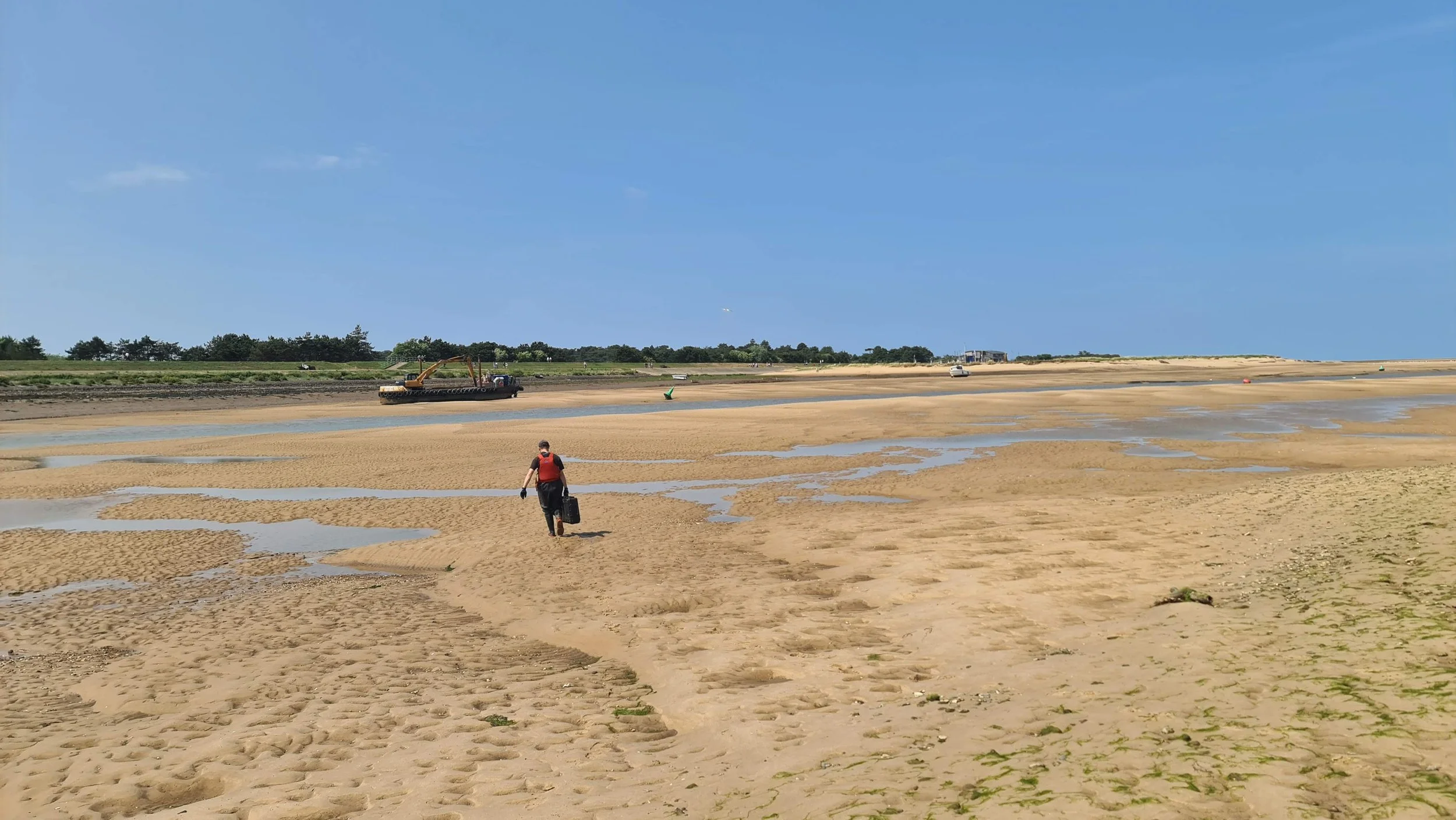 A brittlestar remains in a sediment sieve after the rest of the sediment has been hosed away